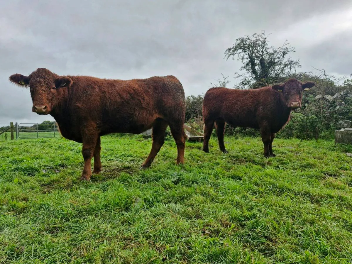 Saler incalf heifers - Image 4