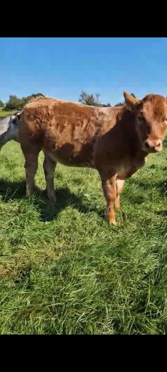 Claddagh McCabe heifer - Image 2