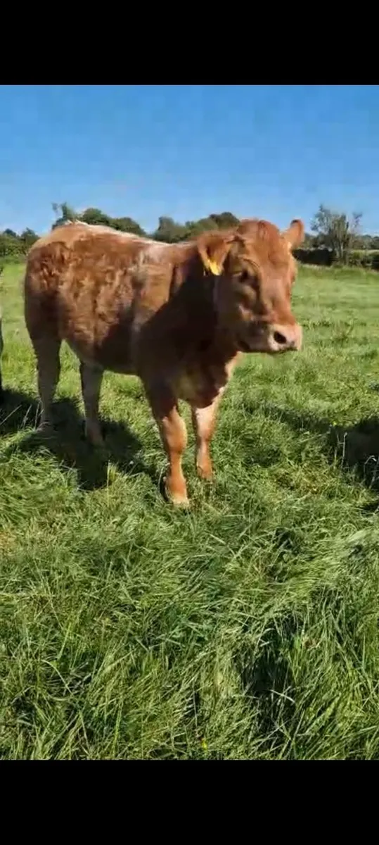 Claddagh McCabe heifer - Image 1