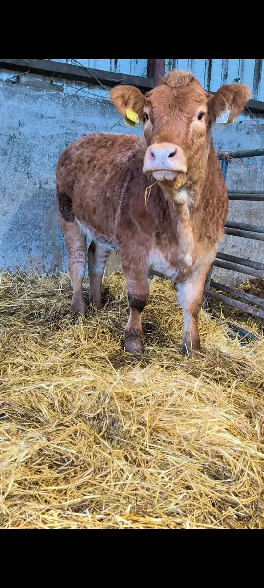 Claddagh McCabe heifer - Image 3