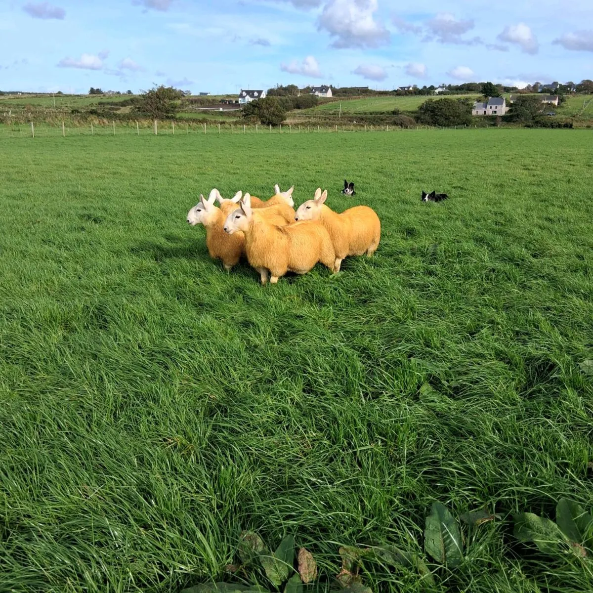 North country cheviot ewe lambs and ram lambs - Image 2