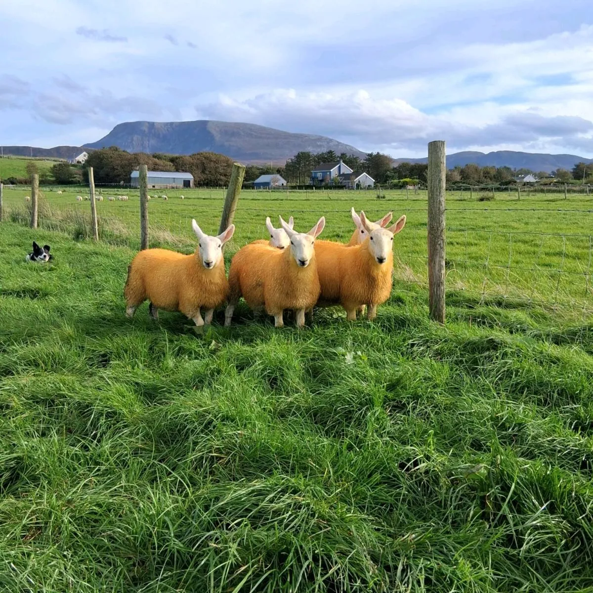 North country cheviot ewe lambs and ram lambs - Image 3