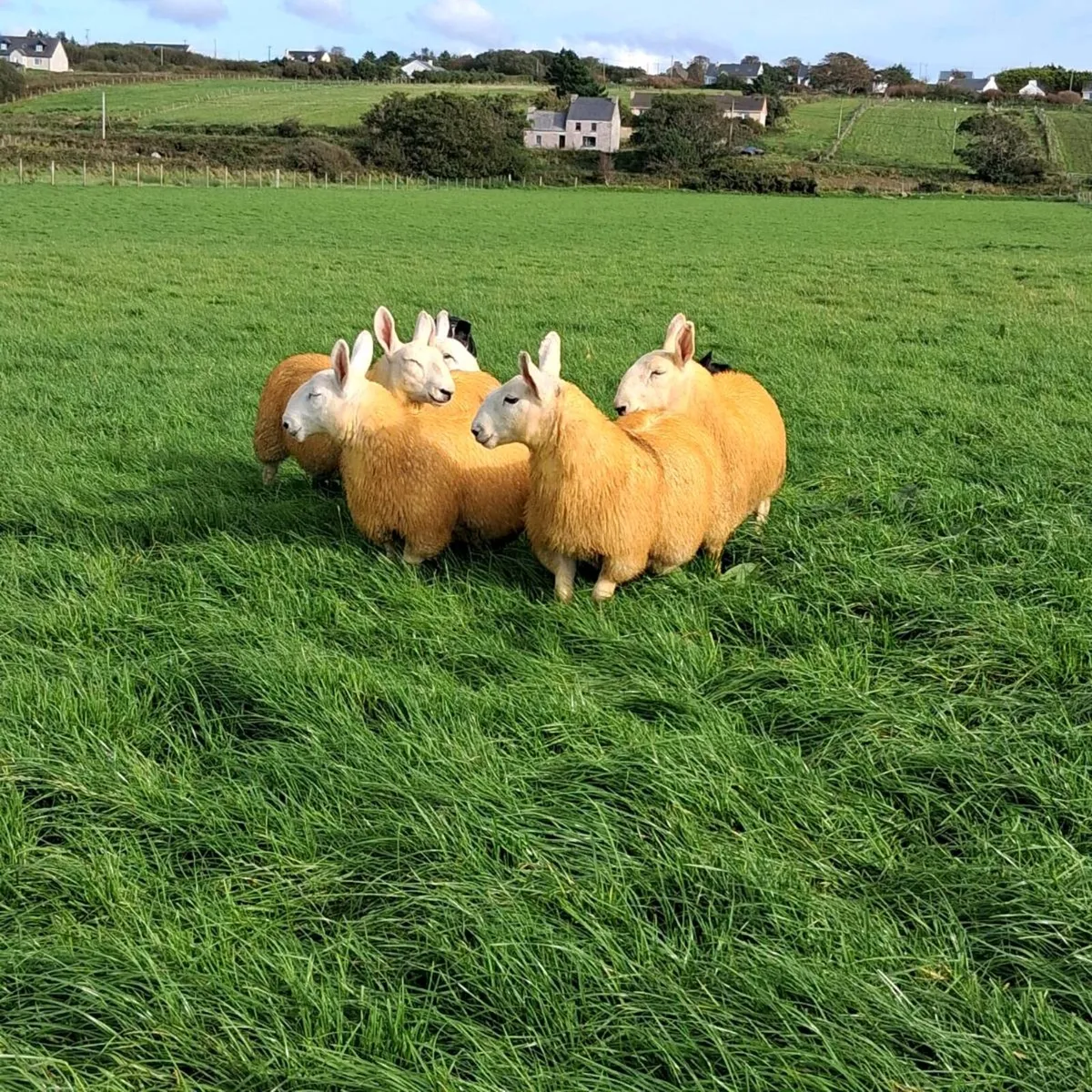 North country cheviot ewe lambs and ram lambs - Image 4