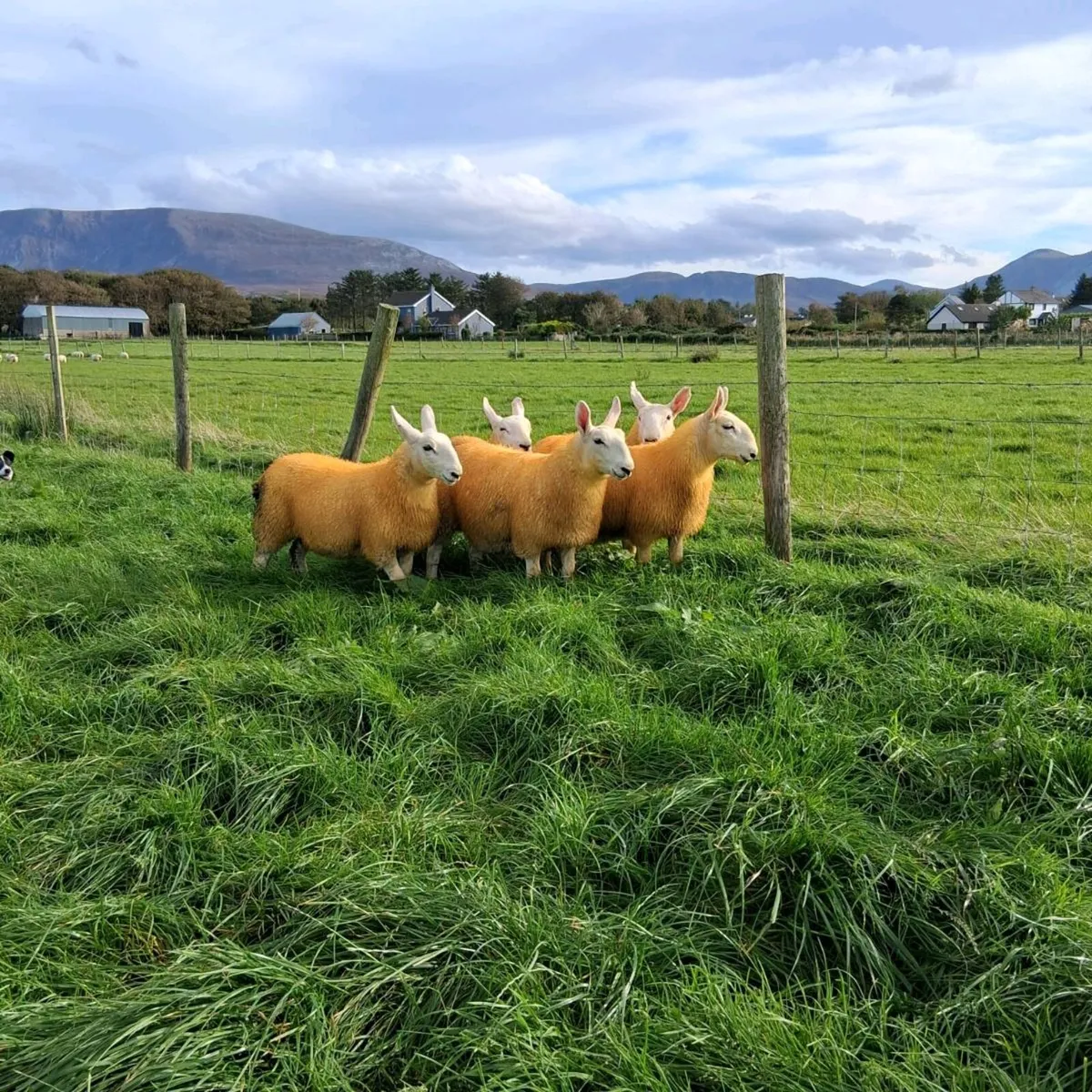 North country cheviot ewe lambs and ram lambs - Image 1