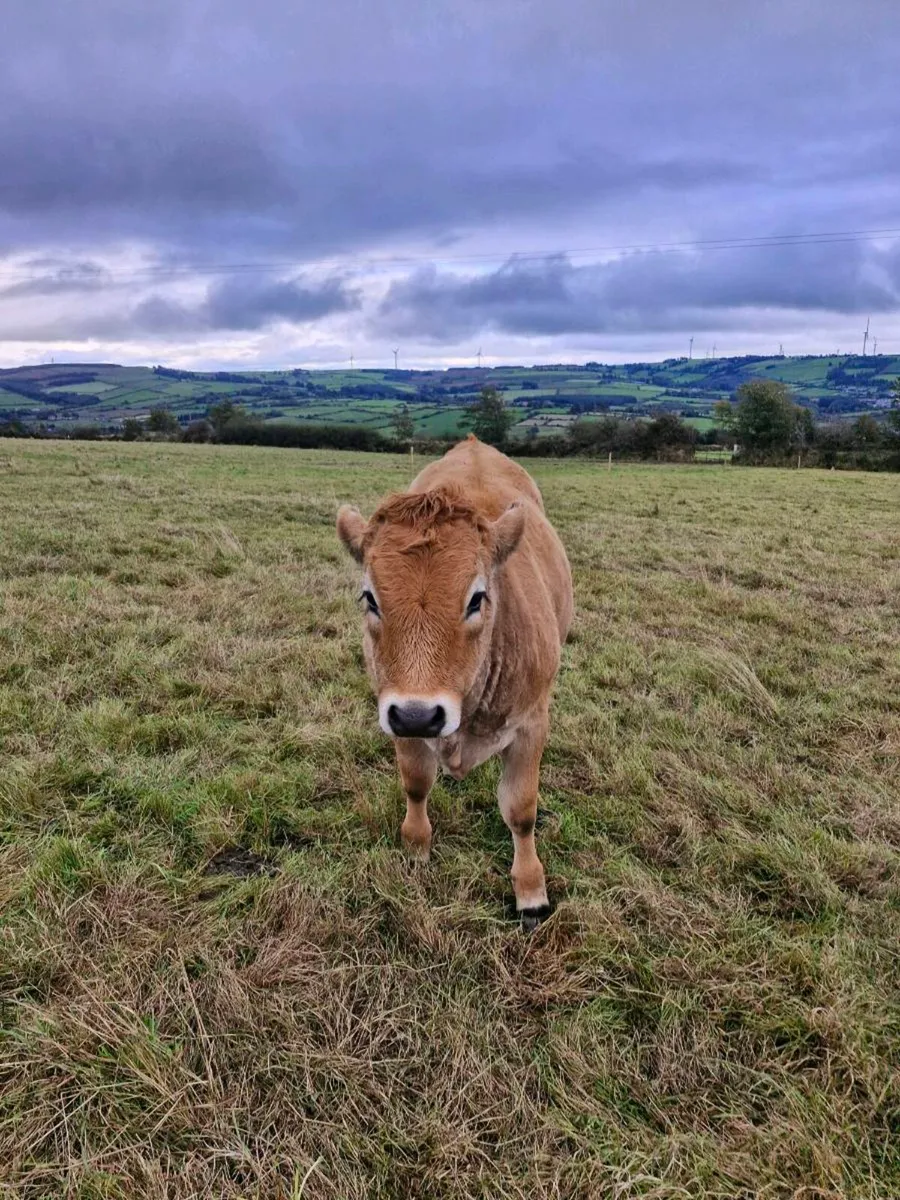 Aubrac weanling Heifers - Image 1