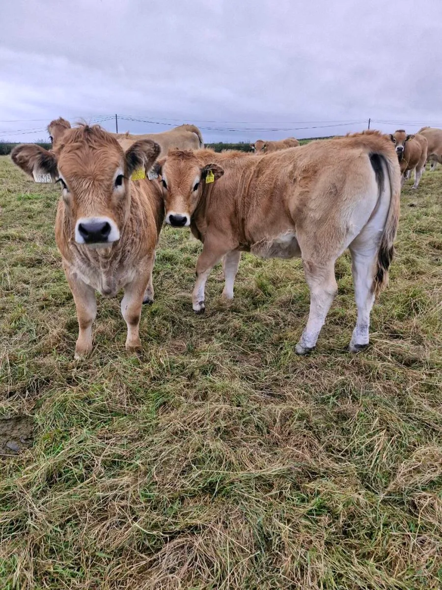 Aubrac weanling Heifers - Image 2
