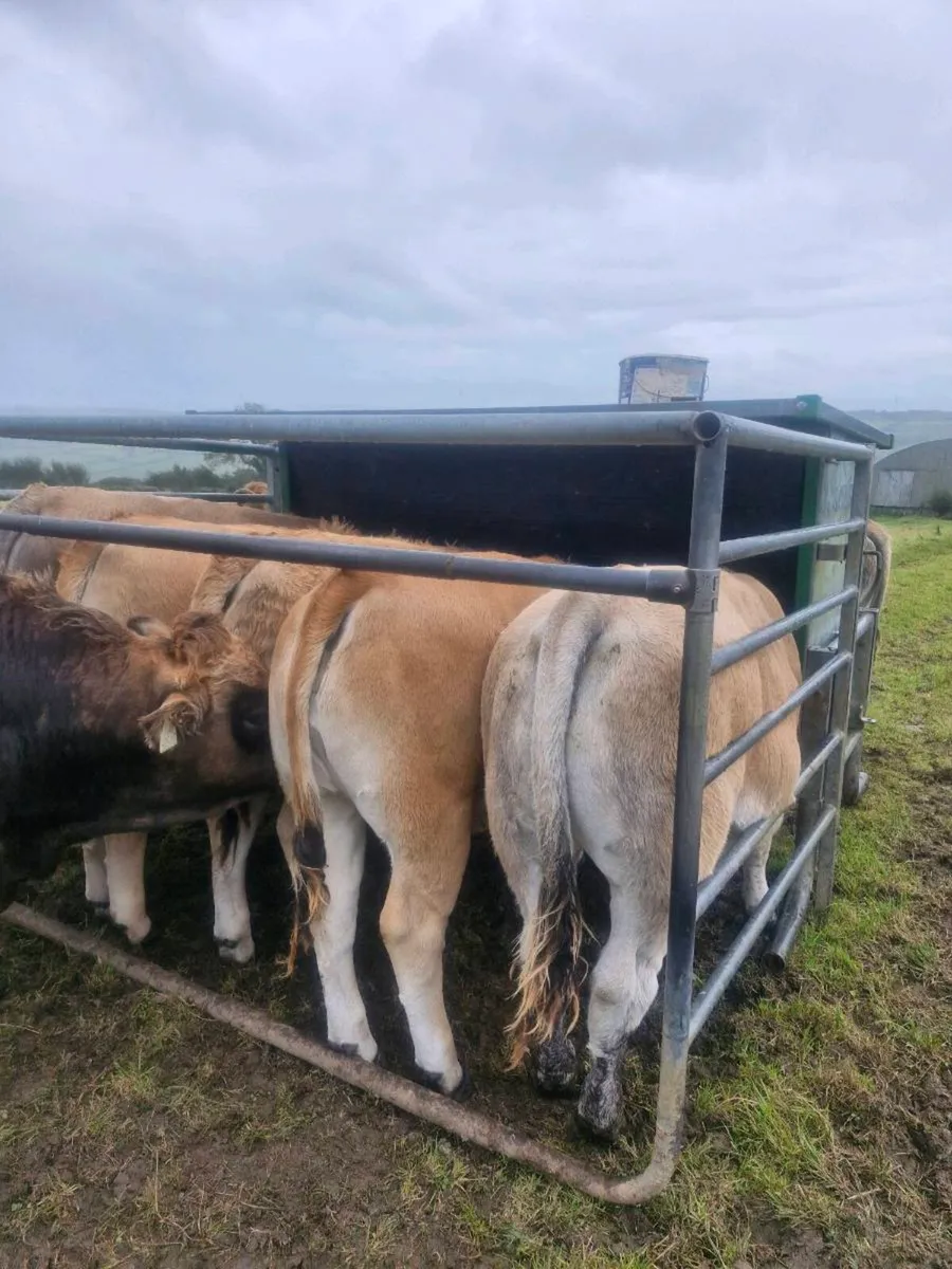 Aubrac weanling Heifers - Image 3