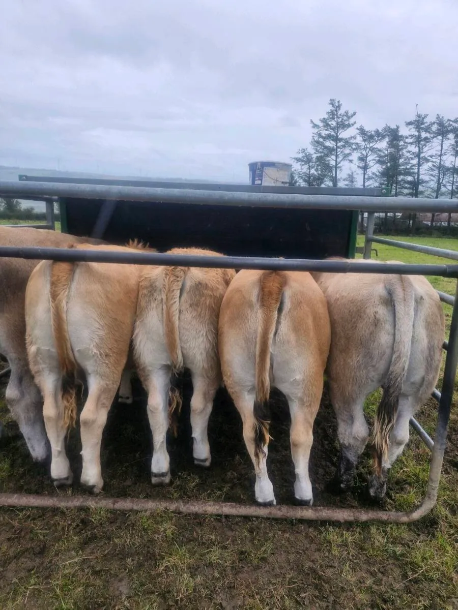 Aubrac weanling Heifers - Image 4