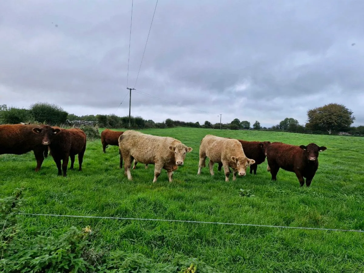 Incalf heifers - Image 2