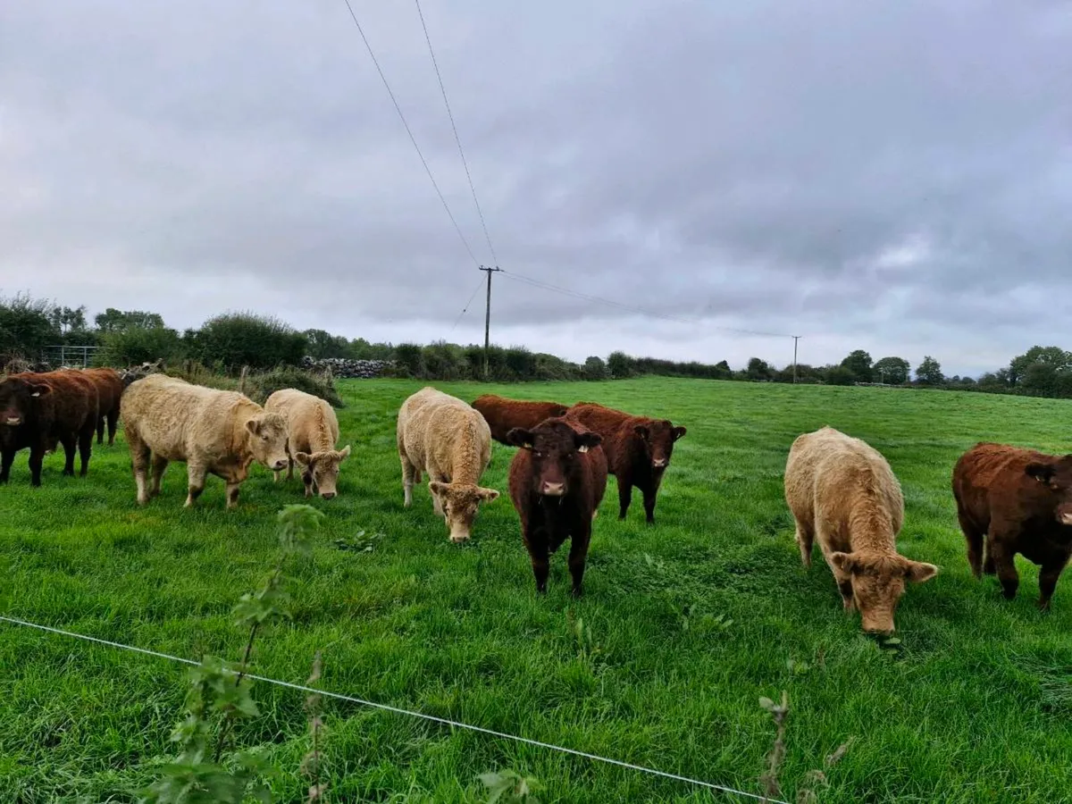 Incalf heifers - Image 3