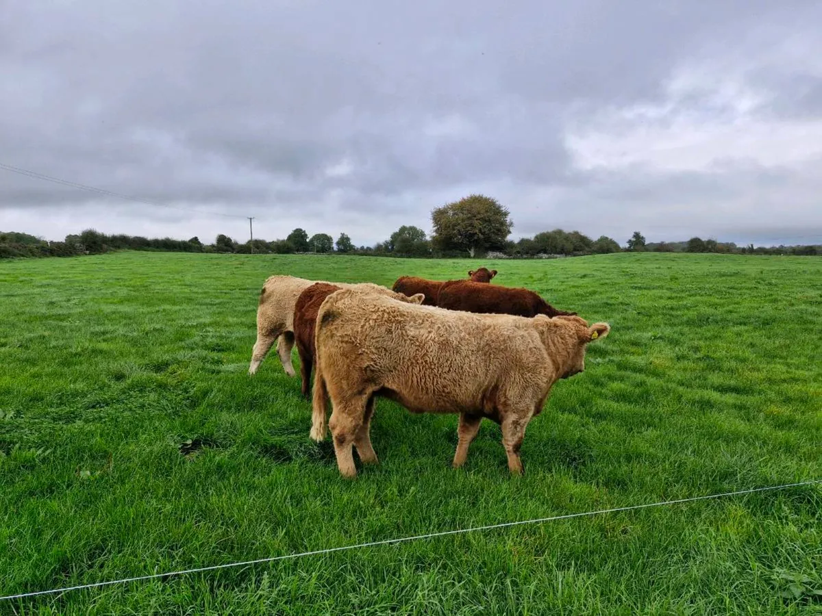 Incalf heifers - Image 4