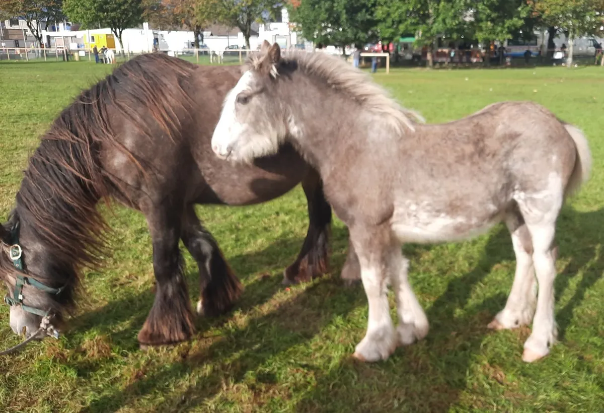 Heavy Colt Foal - Image 2