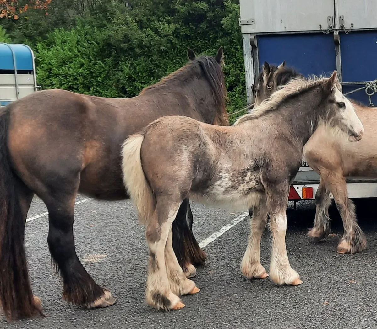 Heavy Colt Foal - Image 1