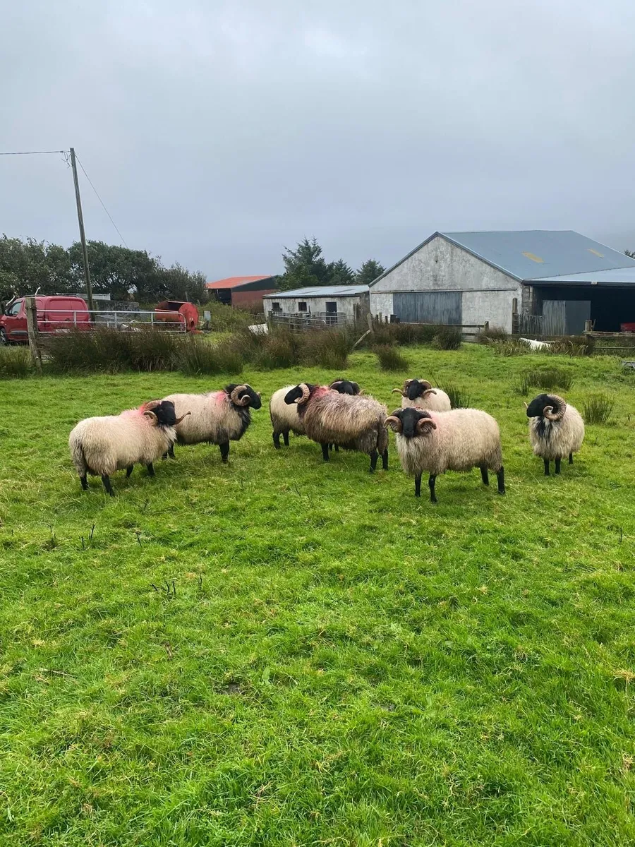 Quality Hogget Rams - Image 3