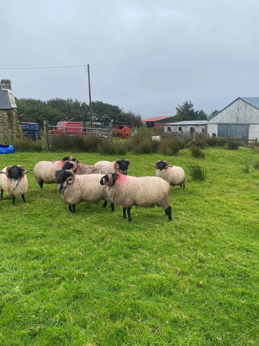 Quality Hogget Rams - Image 1