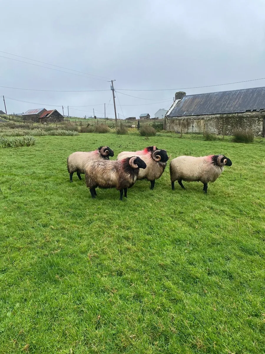 Quality Hogget Rams - Image 2
