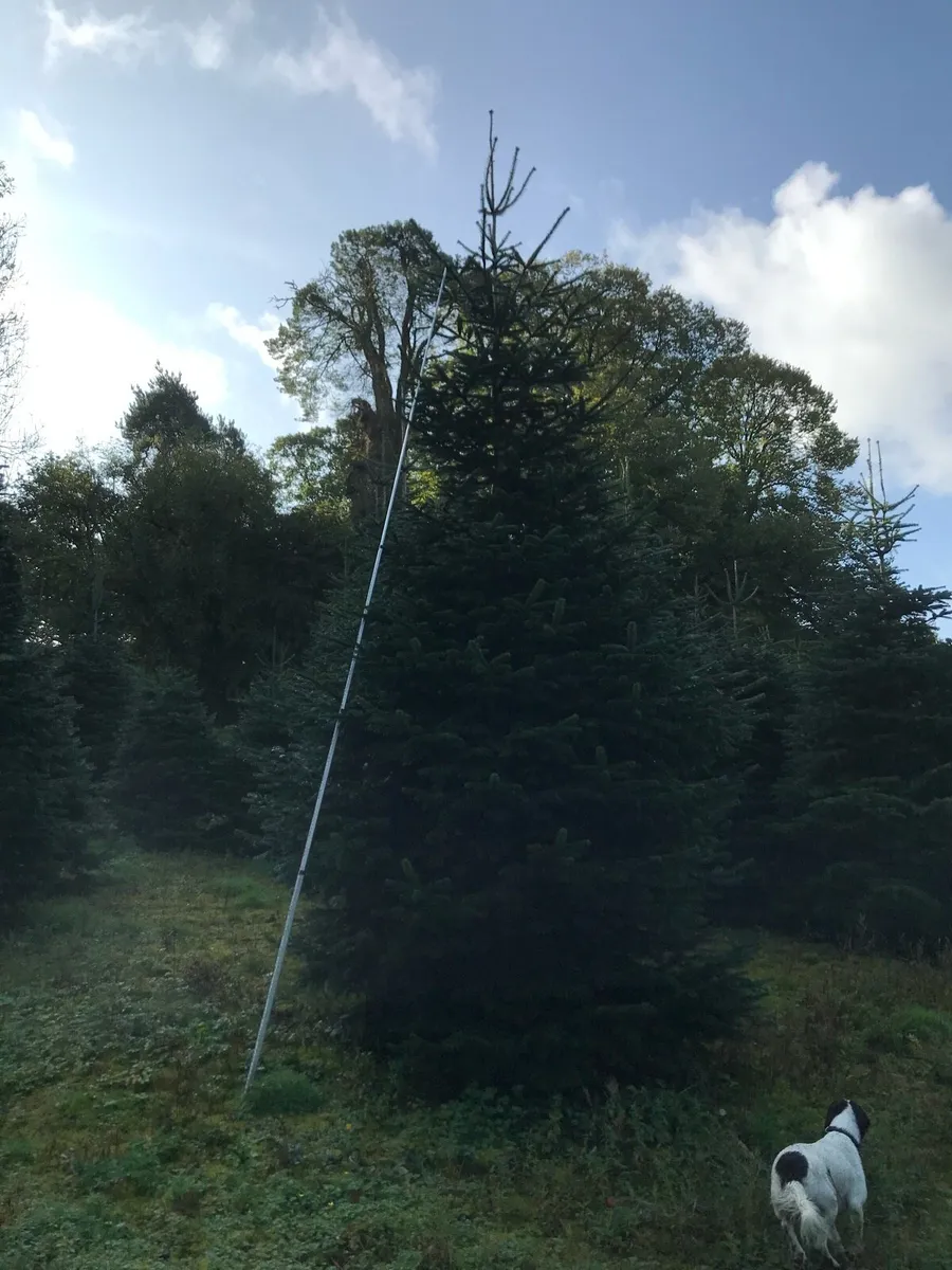 Real Christmas tree - Image 1