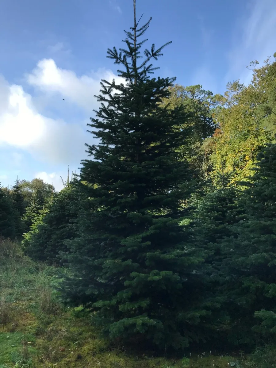 Real Christmas tree - Image 2