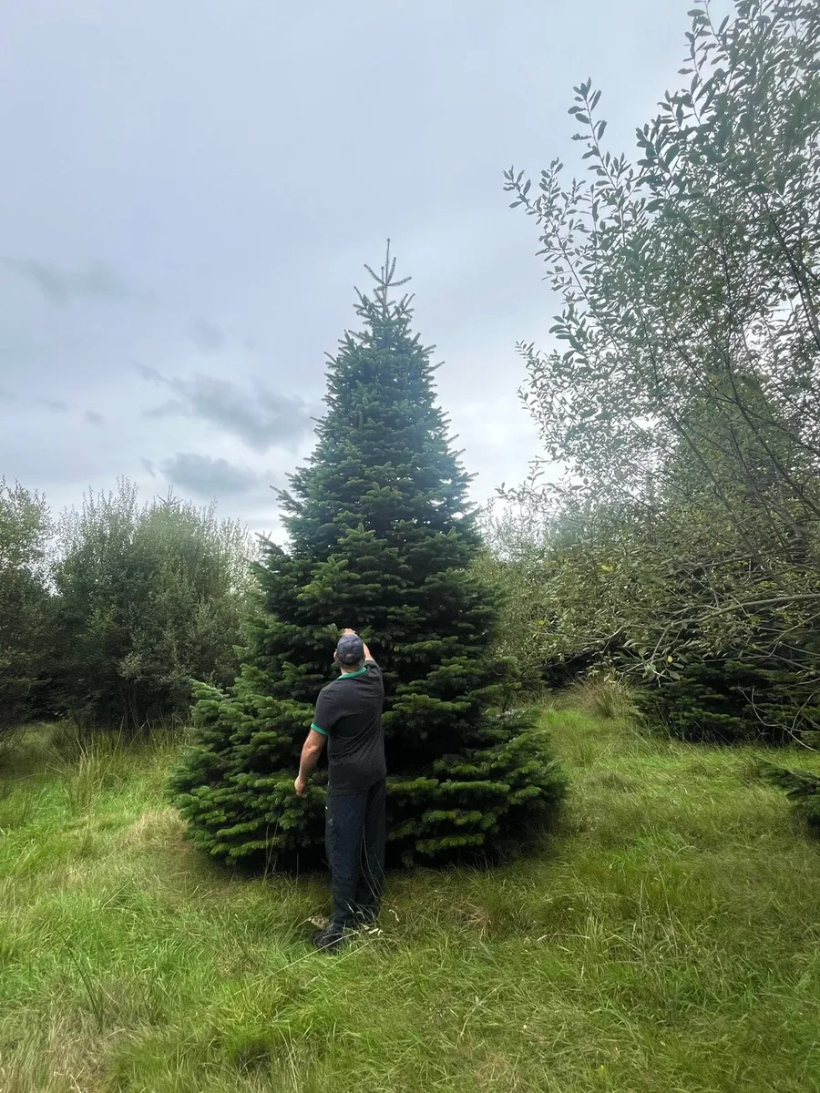 Real Christmas tree - Image 3