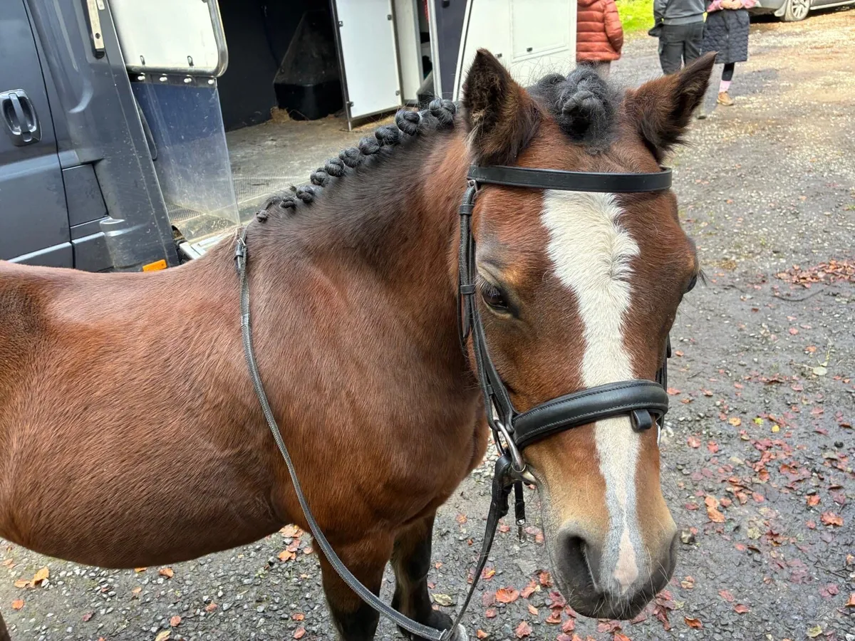 Super Pony - Image 1