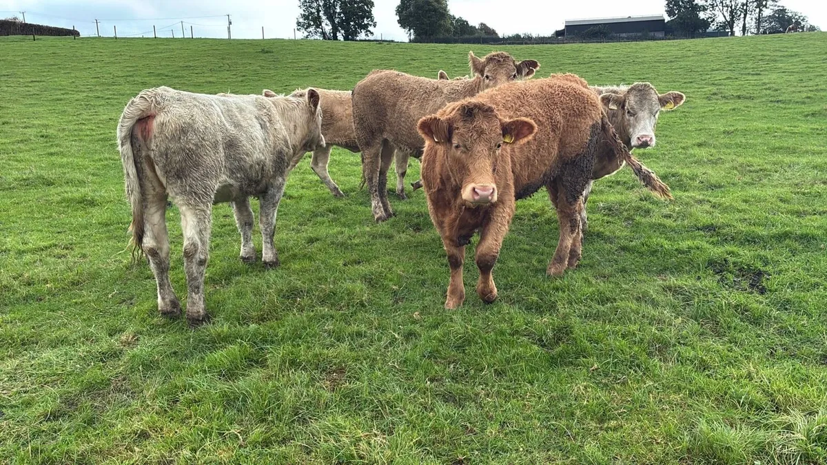 6 super 420 kg charlaois store heifers - Image 1
