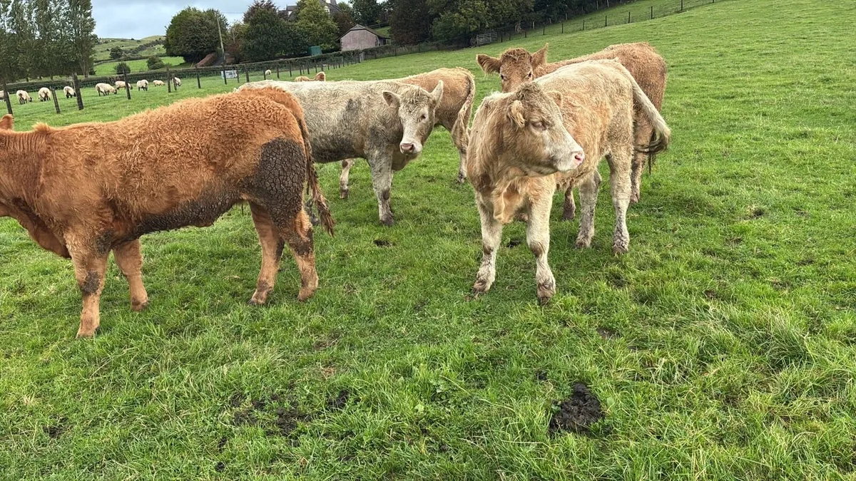 6 super 420 kg charlaois store heifers - Image 2