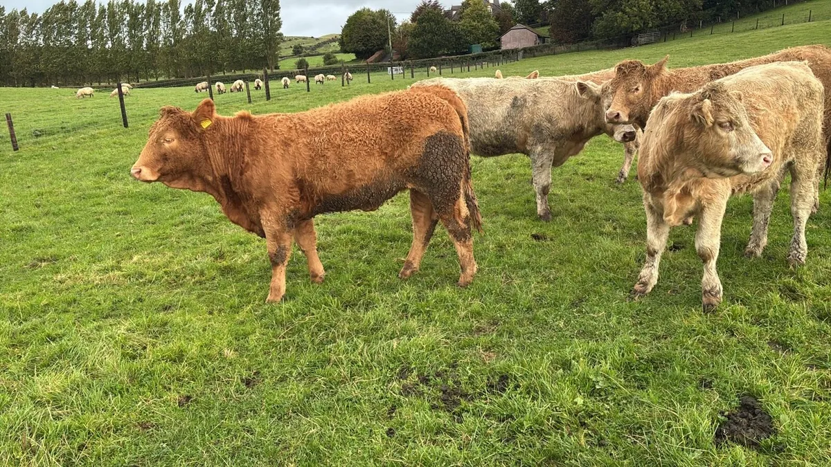 6 super 420 kg charlaois store heifers - Image 3
