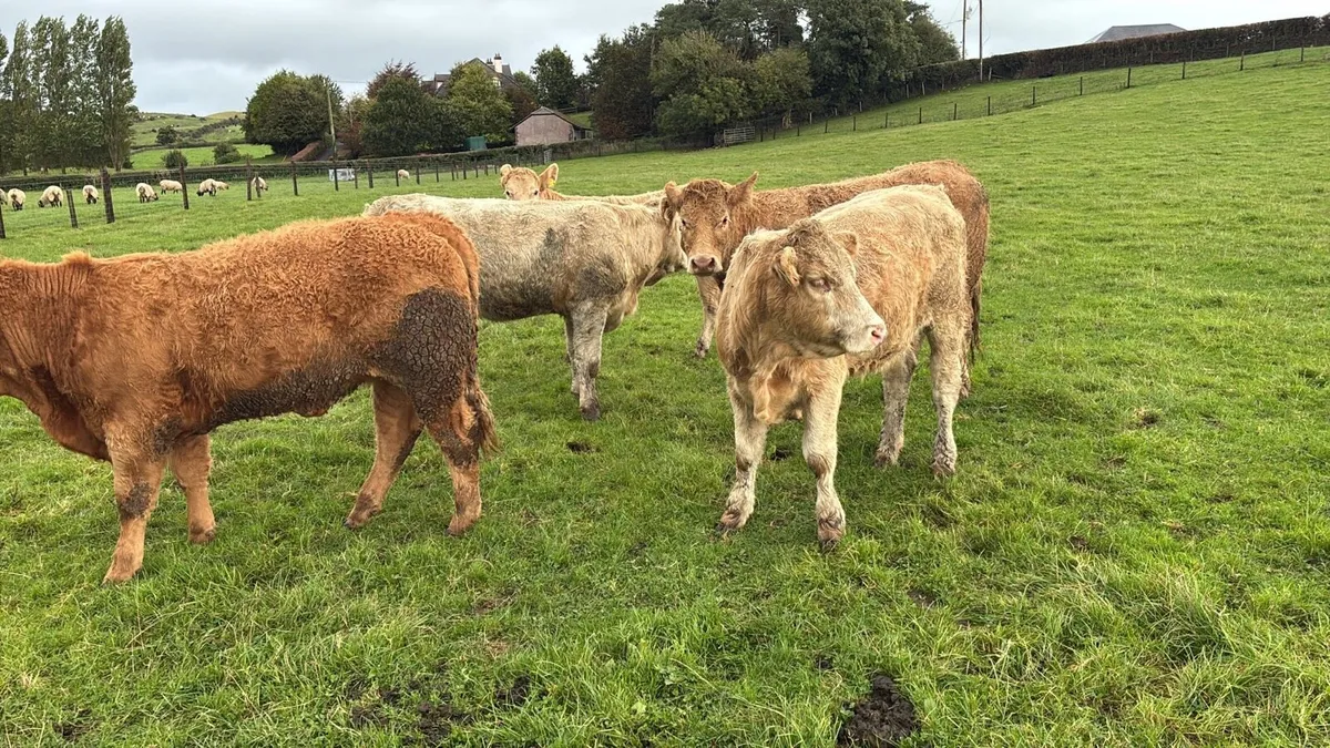 6 super 420 kg charlaois store heifers - Image 4