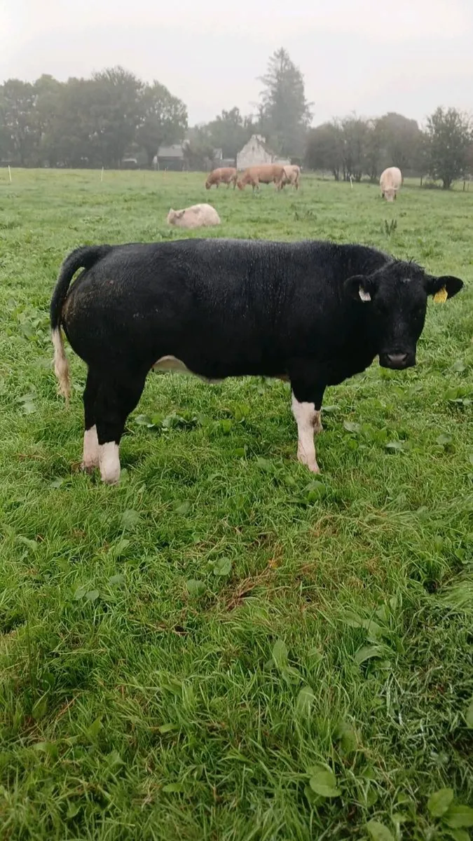 ROSCOMMON SHOW AND SALE. 4 SHOW HEIFERS. - Image 1