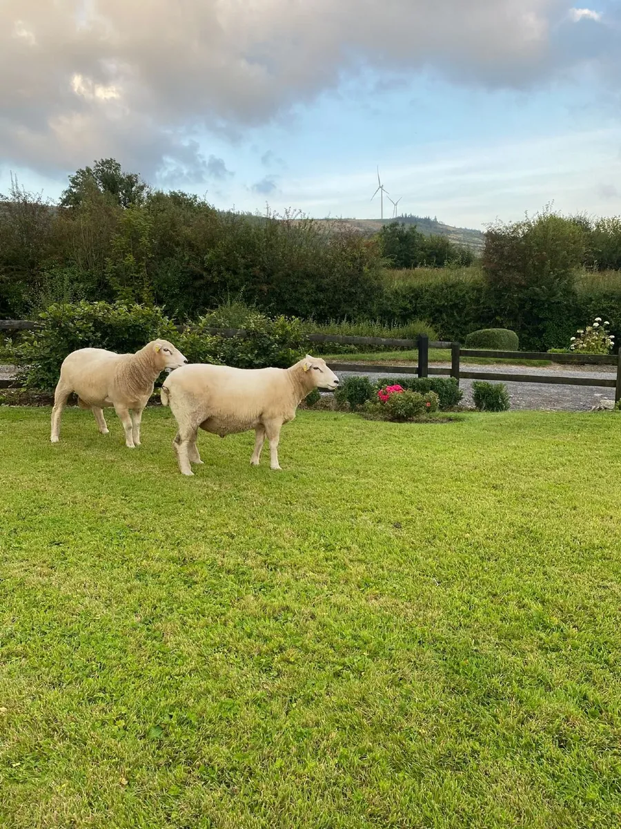 Sheep - Image 2
