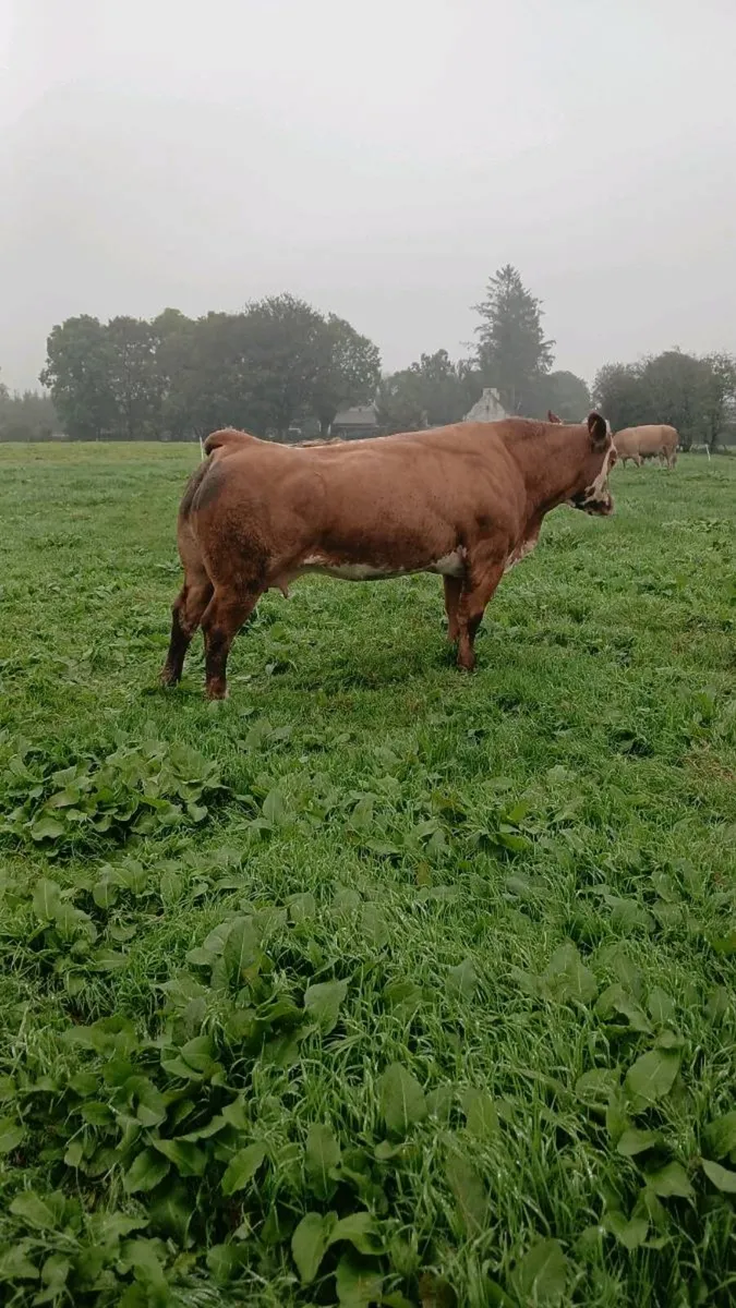 ROSCOMMON SHOW AND SALE. 4 SHOW HEIFERS. - Image 2