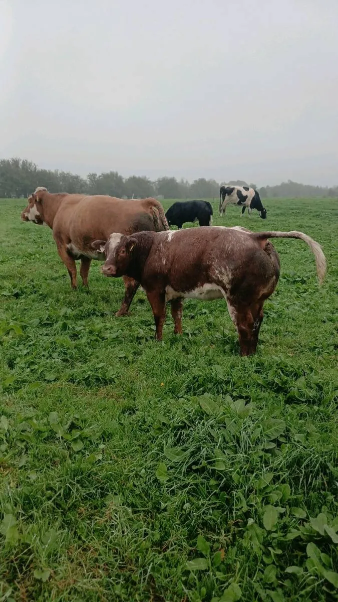 ROSCOMMON SHOW AND SALE. 4 SHOW HEIFERS. - Image 3