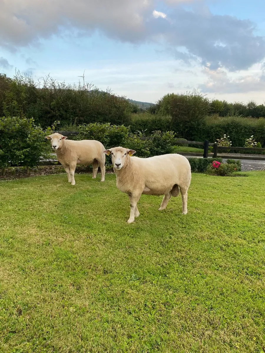 Sheep - Image 1