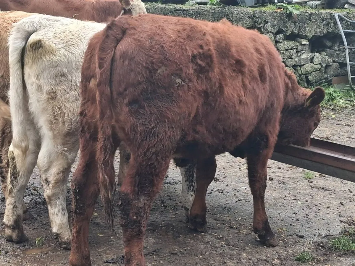 5 Super Continental Weanling Heifers - Image 2