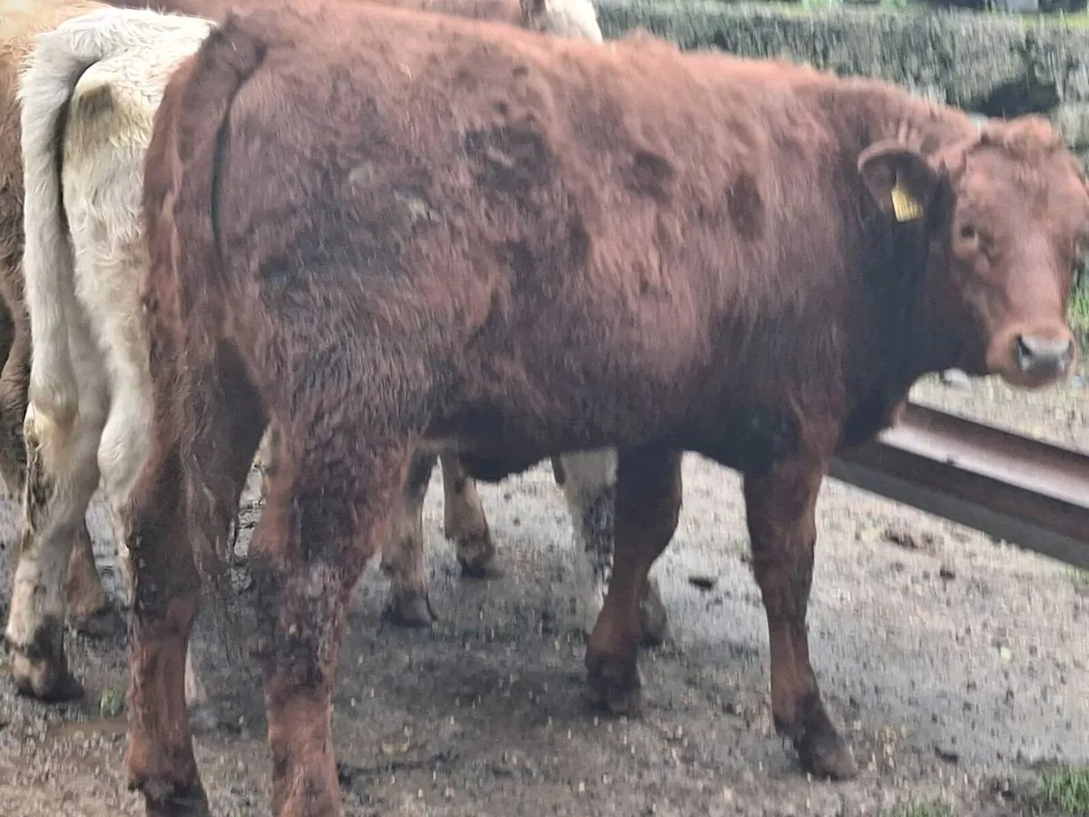 5 Super Continental Weanling Heifers - Image 3