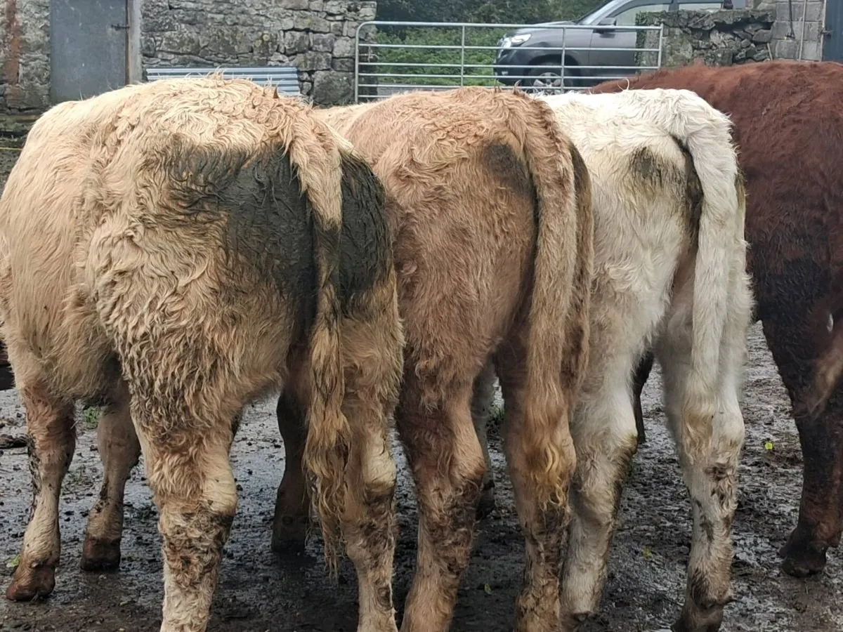 5 Super Continental Weanling Heifers - Image 4
