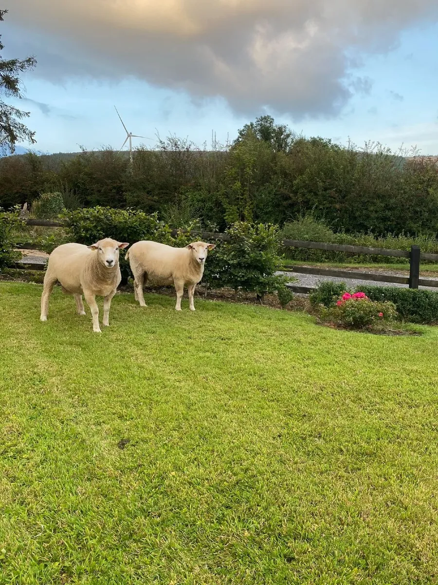 Sheep - Image 3