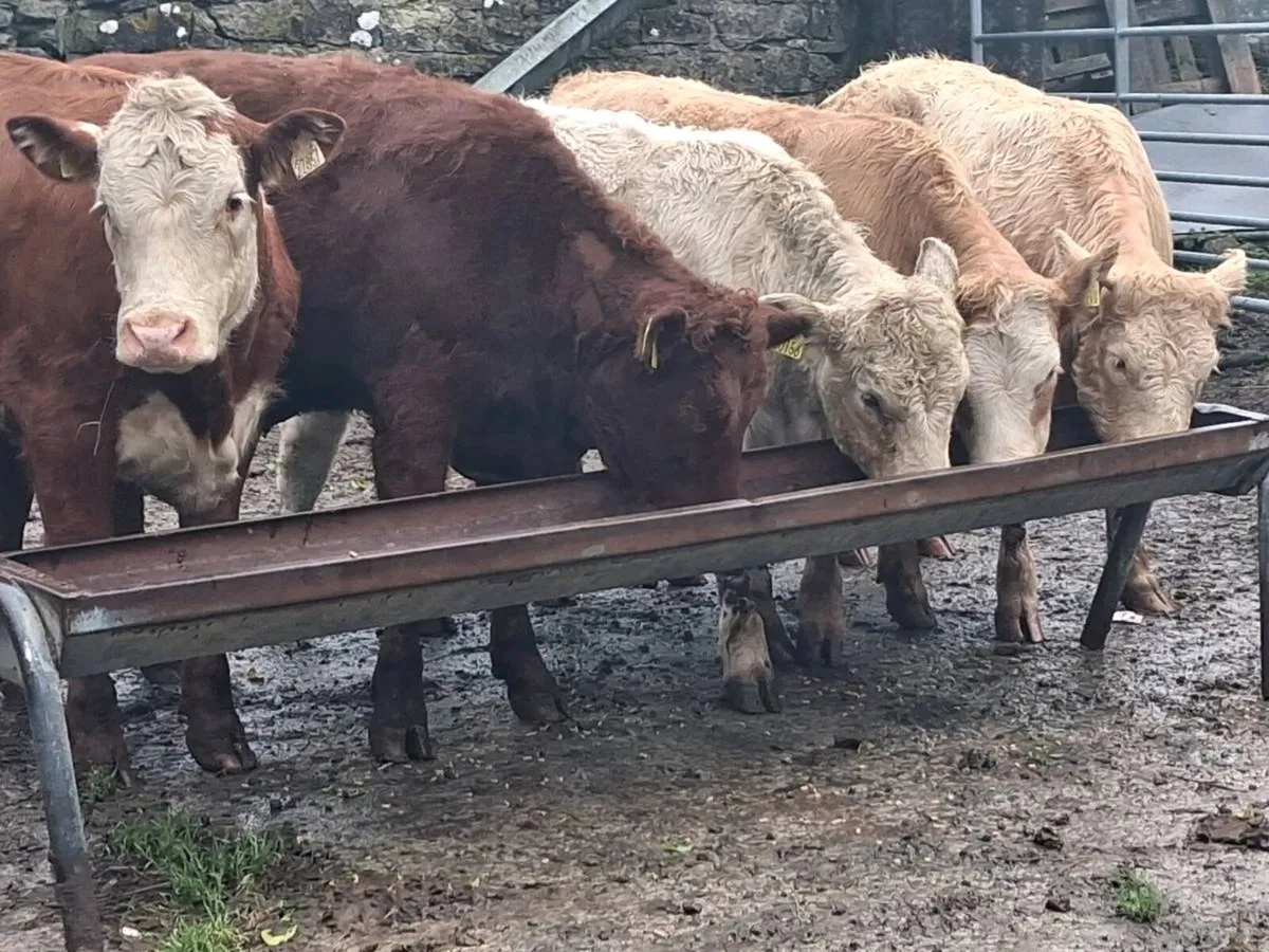 5 Super Continental Weanling Heifers - Image 1