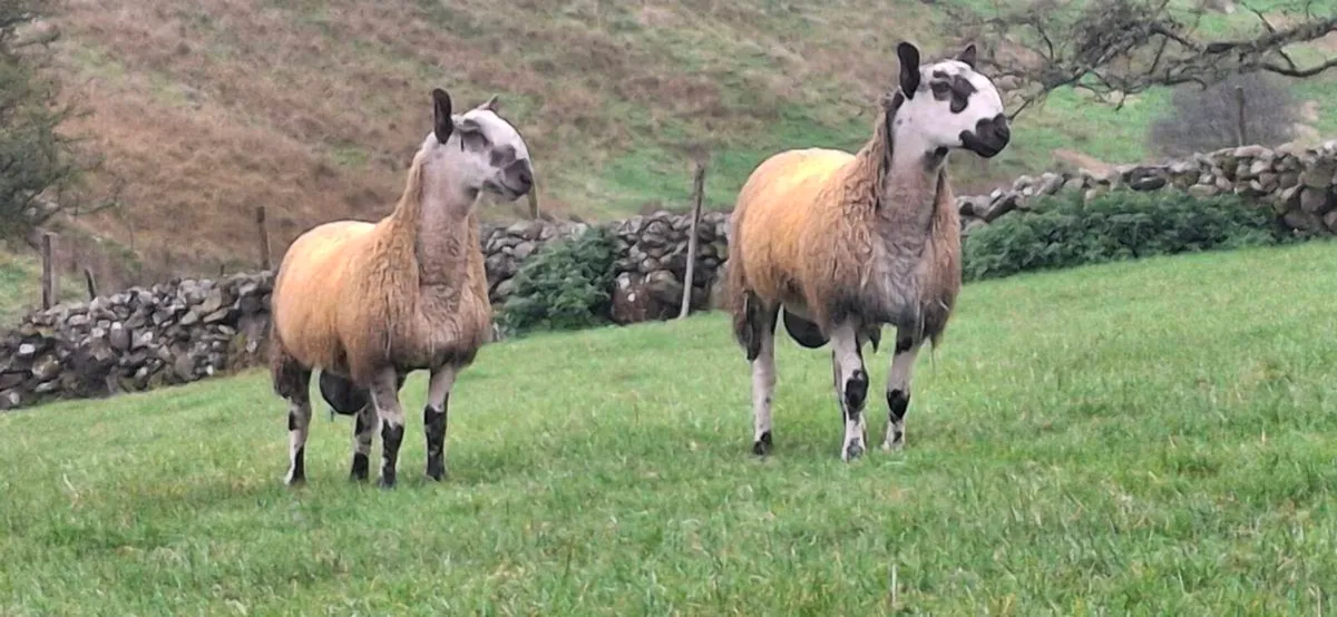 LEICESTER RAM LAMBS - Image 1