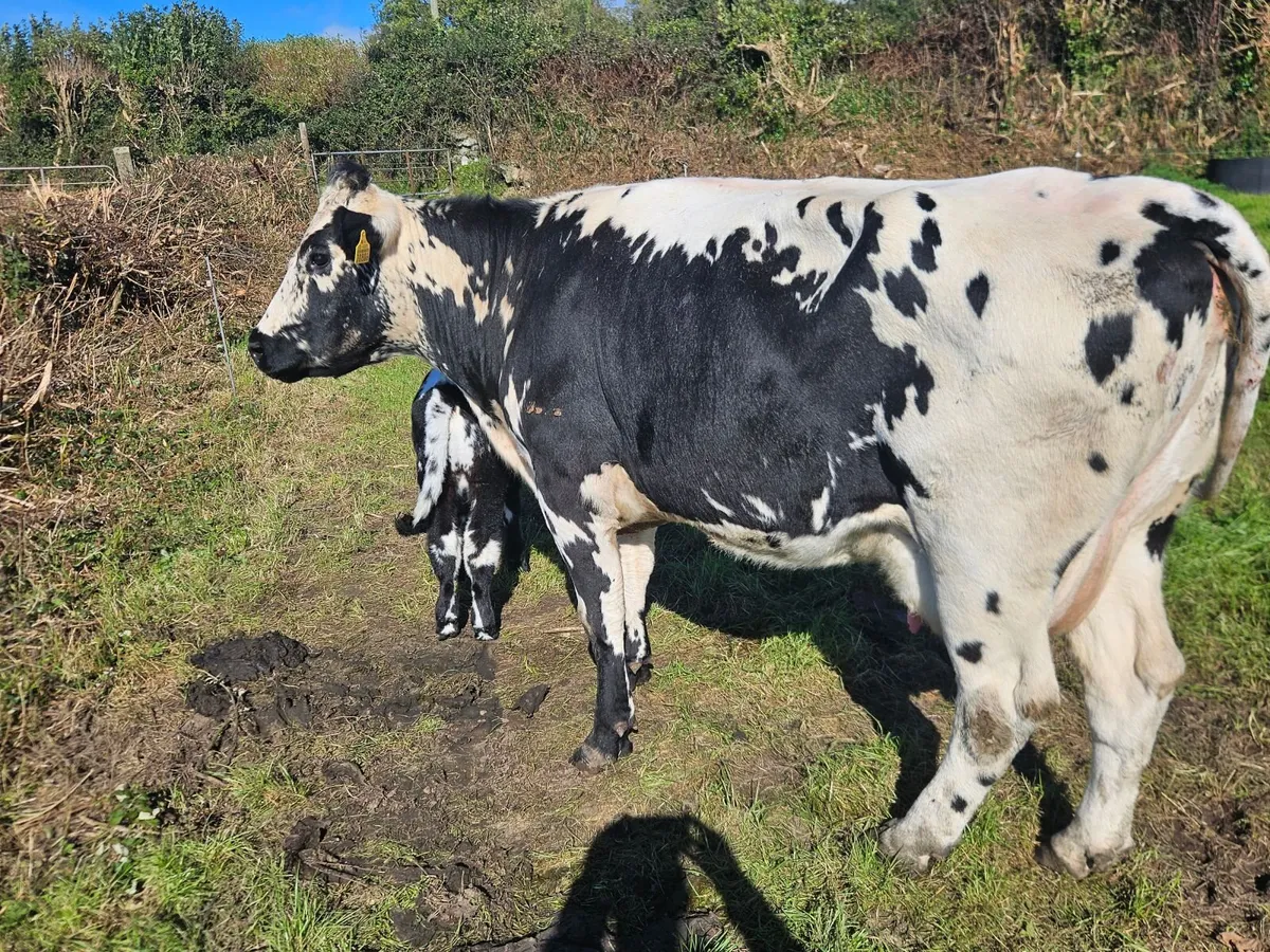 Cow and calf - Image 2