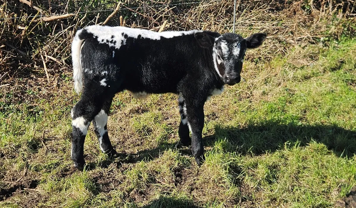 Cow and calf - Image 3