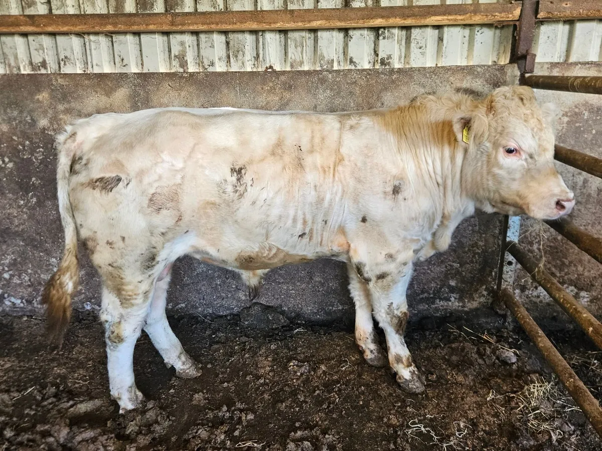 Cow and calf - Image 4