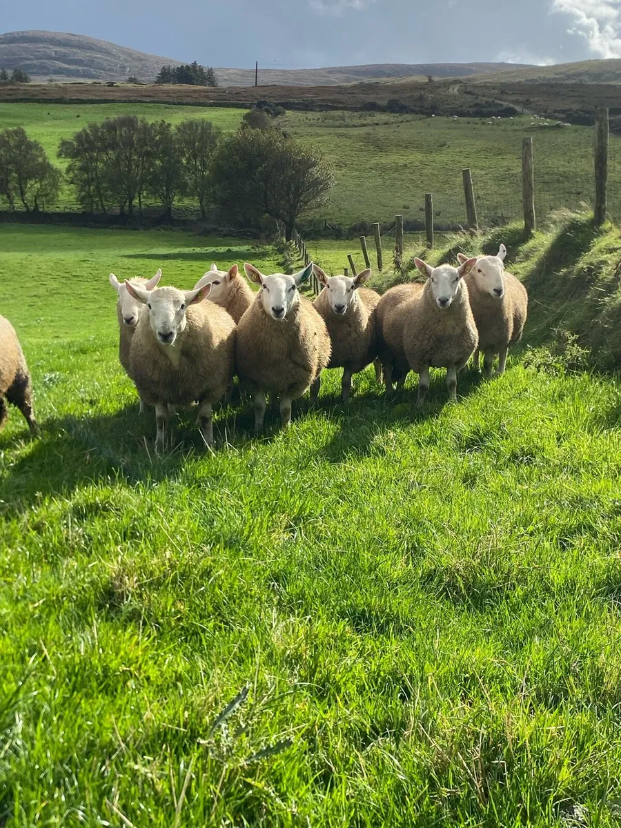 Cheviot Ram Lambs - Image 1