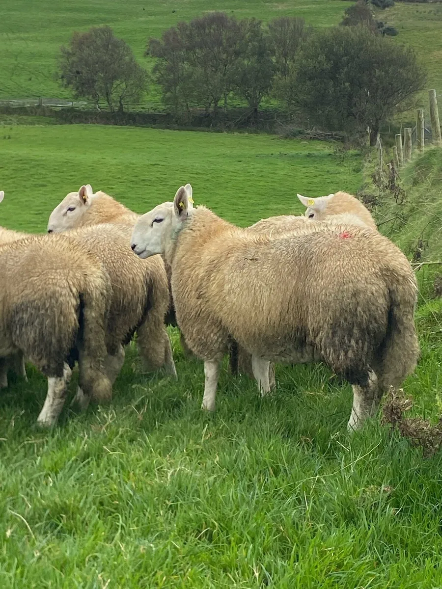Cheviot Ram Lambs - Image 2