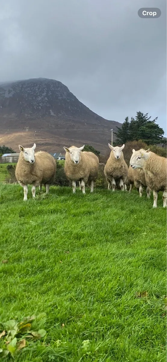 Cheviot Ram Lambs - Image 3