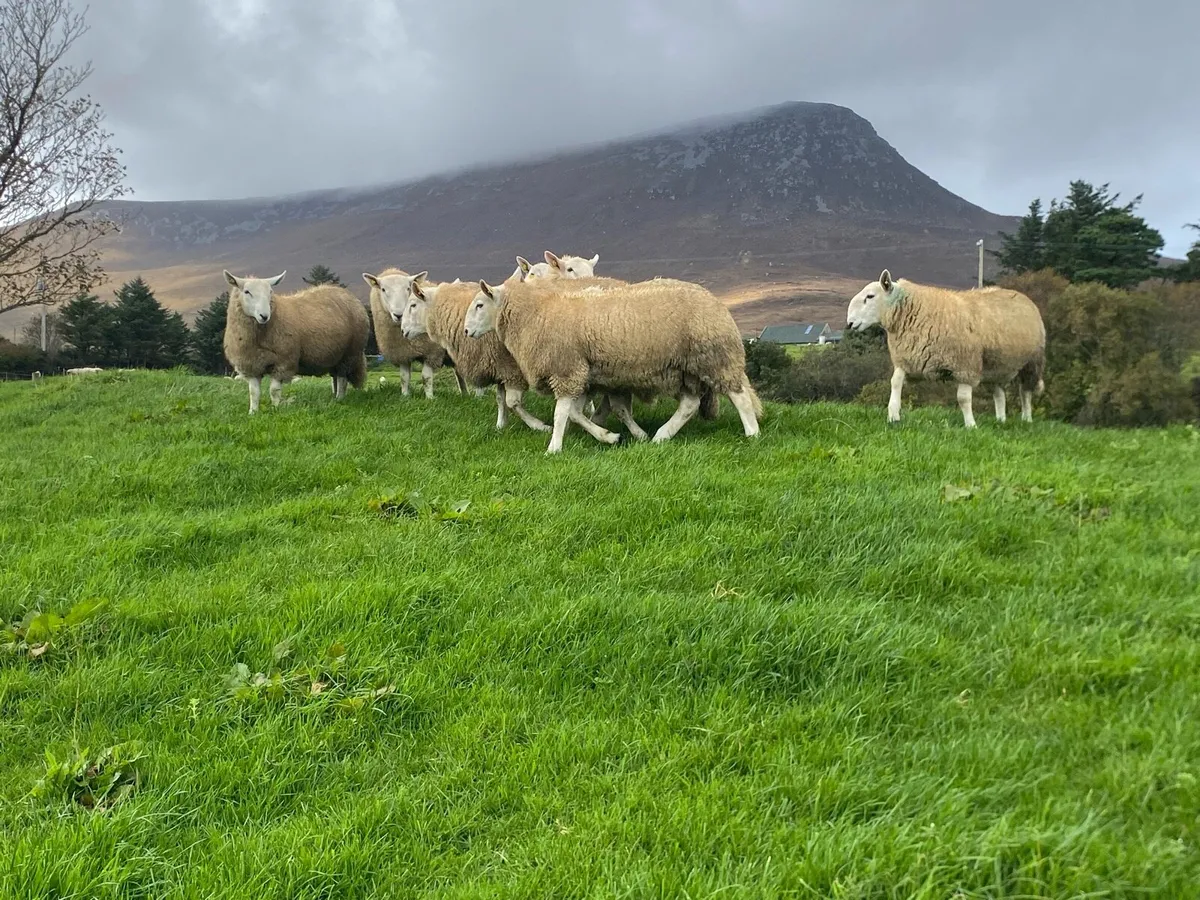 Cheviot Ram Lambs - Image 4