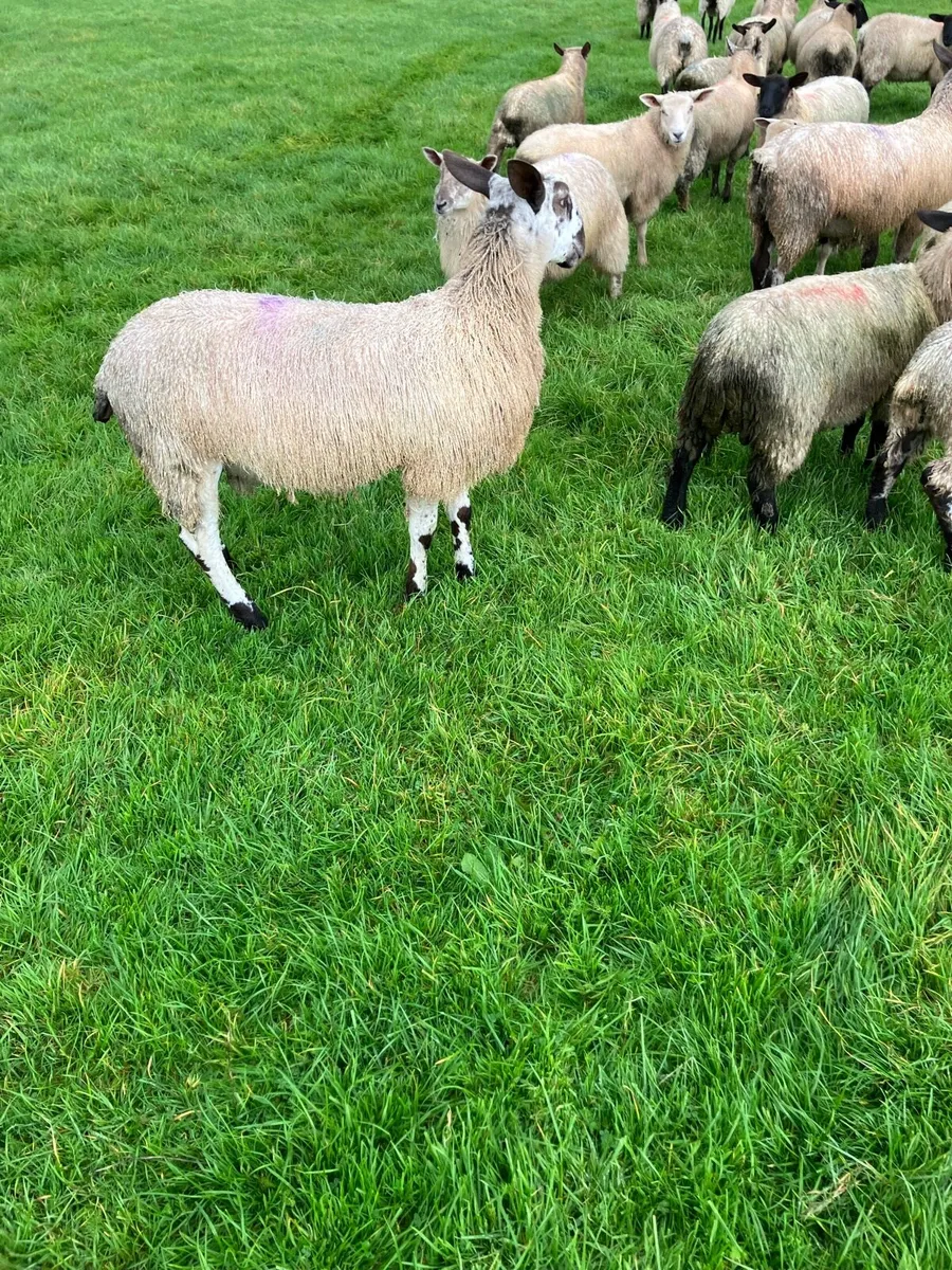 Sheep - Image 4