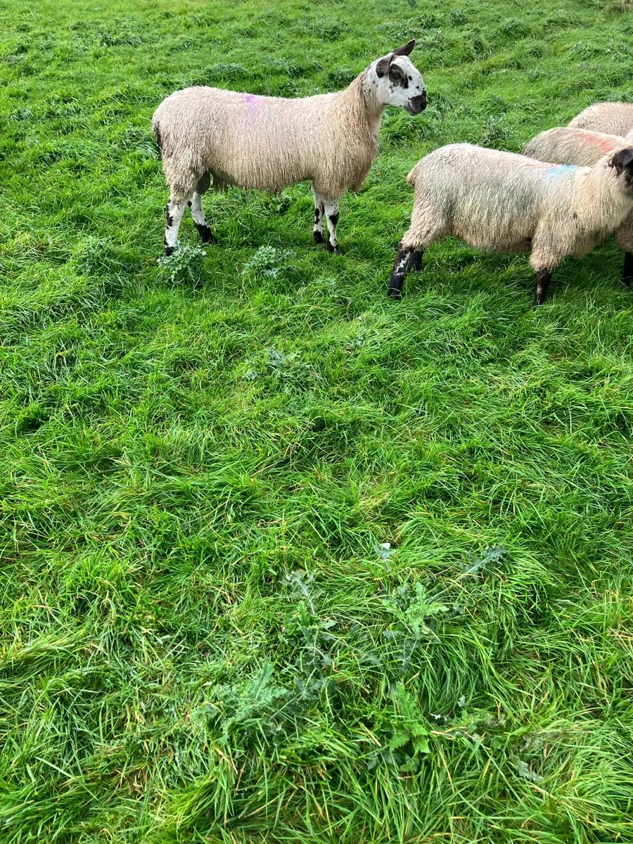 Sheep - Image 1