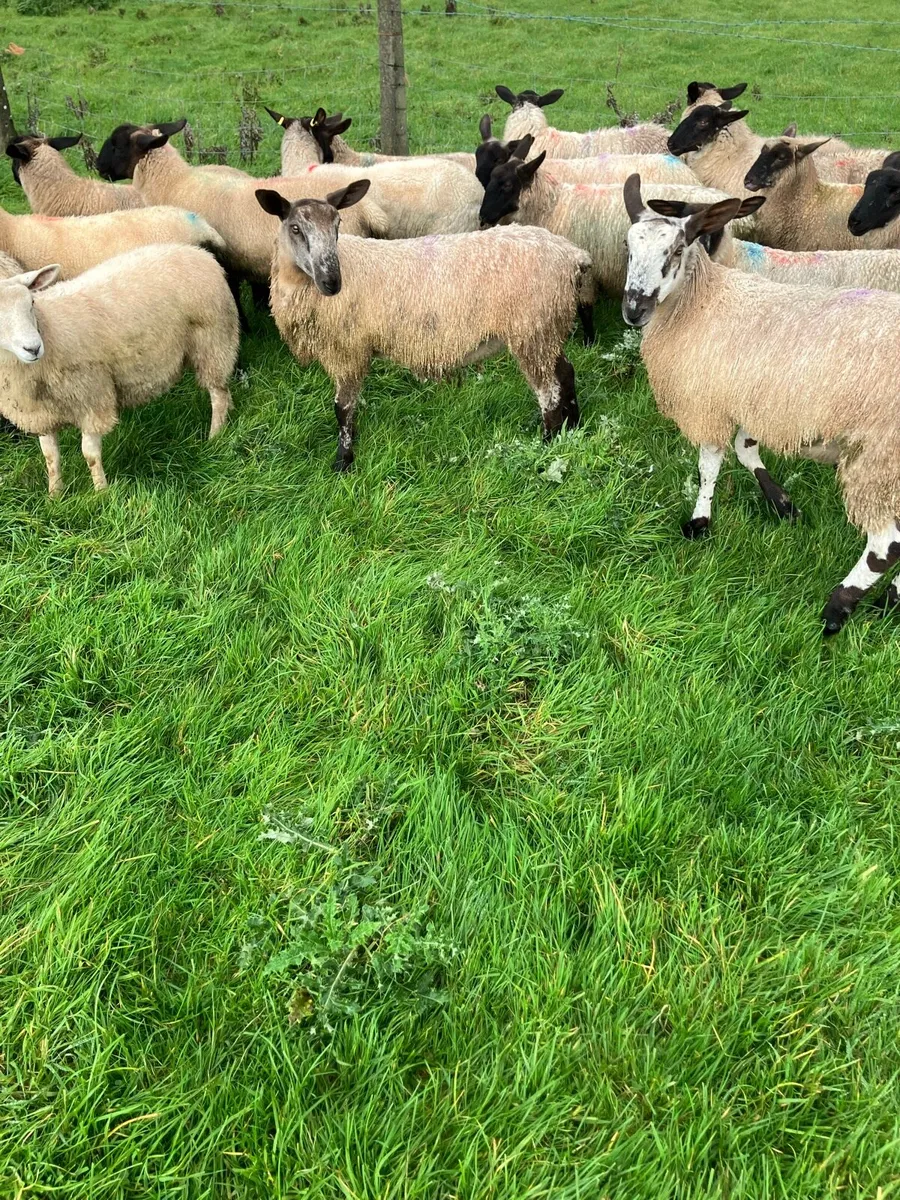 Sheep - Image 2