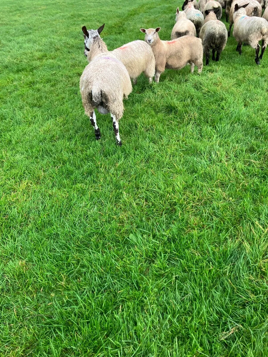 Sheep - Image 3